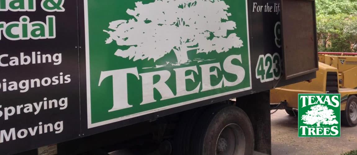 north texas trees care