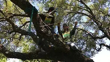 tree care tree cabling and tree bracing services in dallas