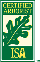 ISA certified arborist in dallas texas