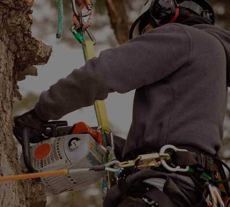 Tree Services in Texas - North Texas