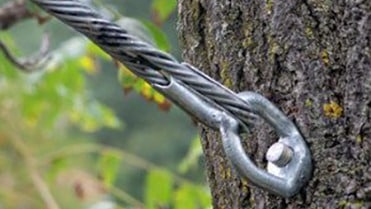 tree cabling and bracing services in dallas