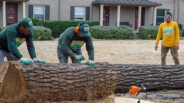 tree removal and stump removal services in dallas