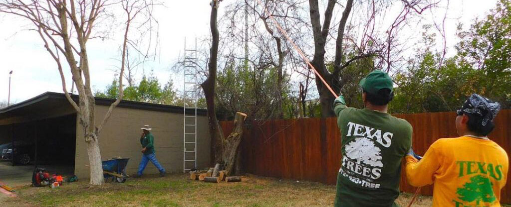 tree removal experts in dallas tx