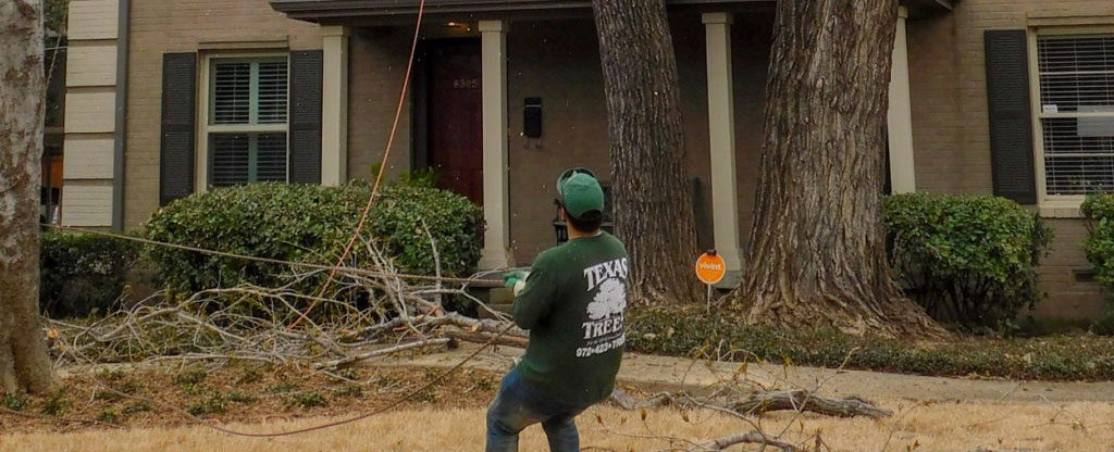removing dead trees - North TX Trees