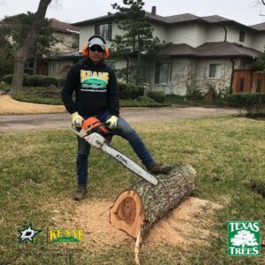 Tree Services Lakewood, TX - North Texas Trees