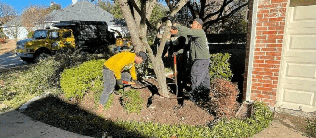 winter tree care professionals in dallas texas