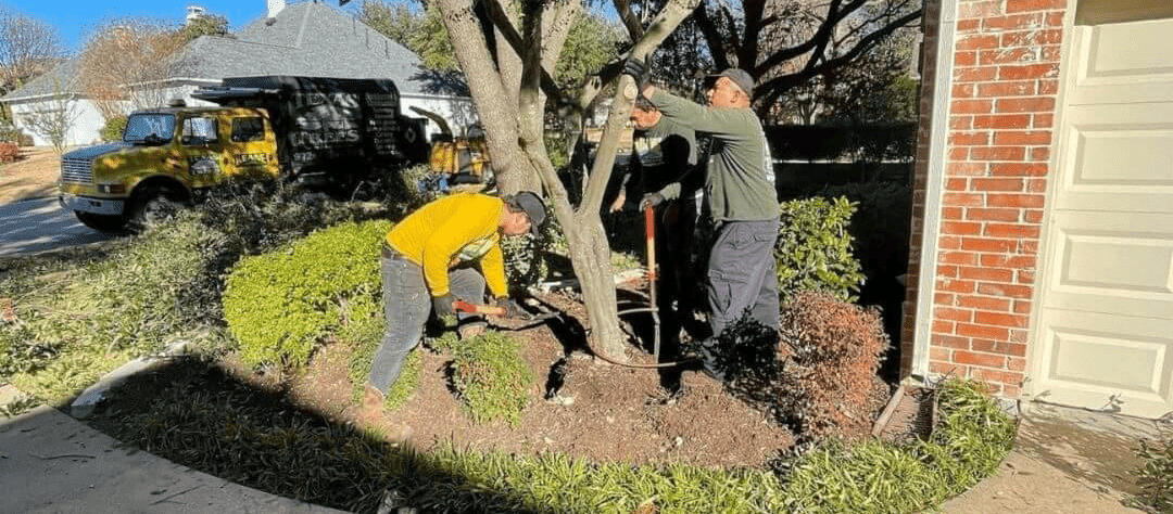 winter tree care professionals in dallas texas