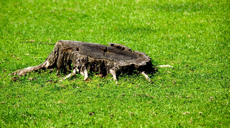 Stump Removal Services Texas - North Texas Trees