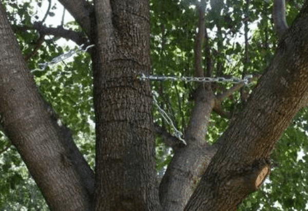 dallas tree cabling service