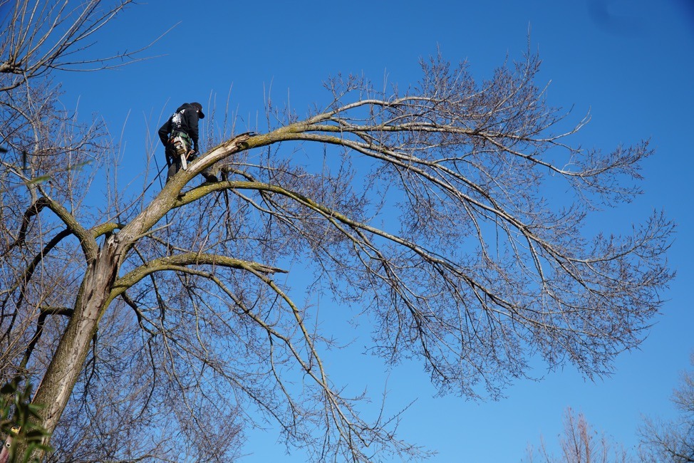 safety tree services dallas - North Texas Trees