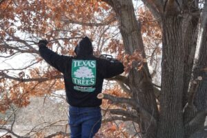 Arborist in Wylie - North Texas Trees