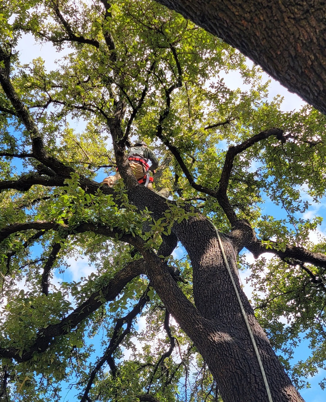 Tree Trimming Service in Fort Worth - North Texas Trees