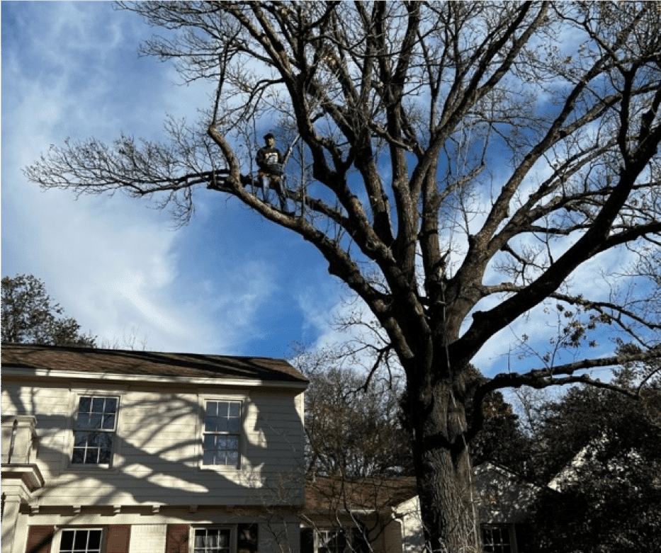 Tree-Wrapping Service - North Texas Trees