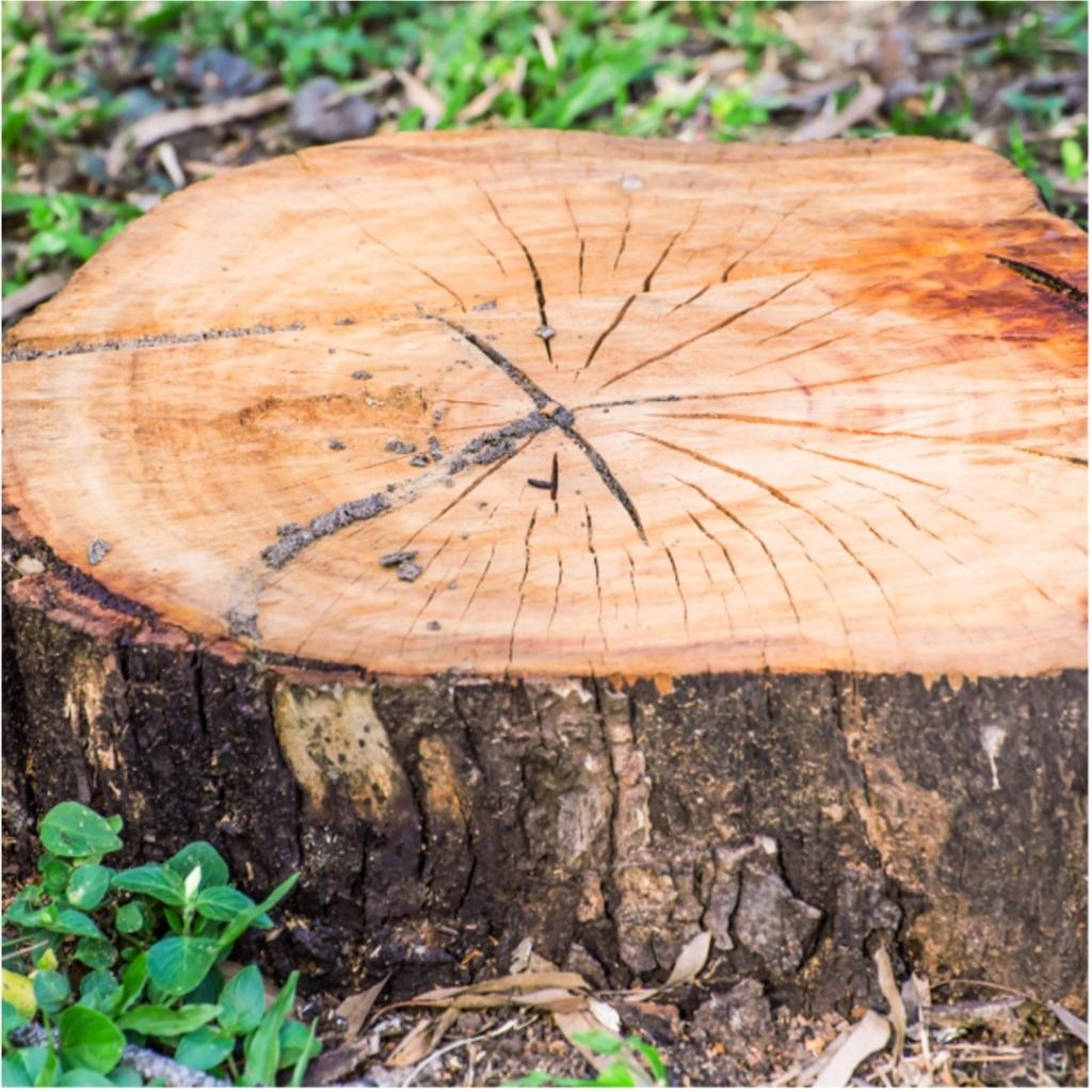 Tree Stump Removal Service near me - North Texas Trees