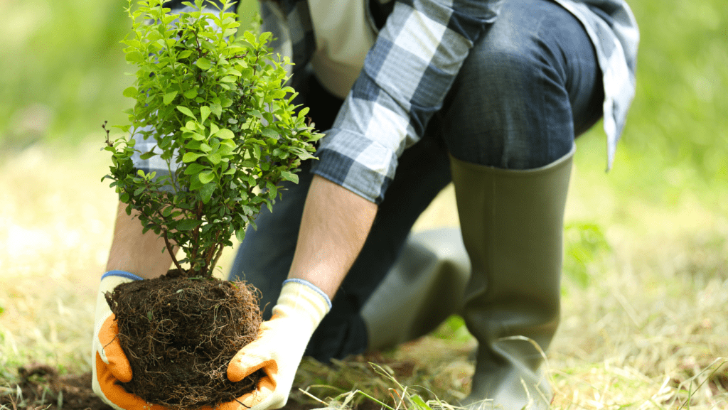 best time to plant trees in North Texas - North Texas Trees