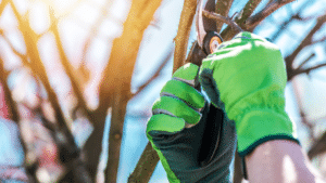 dallas tree care tips