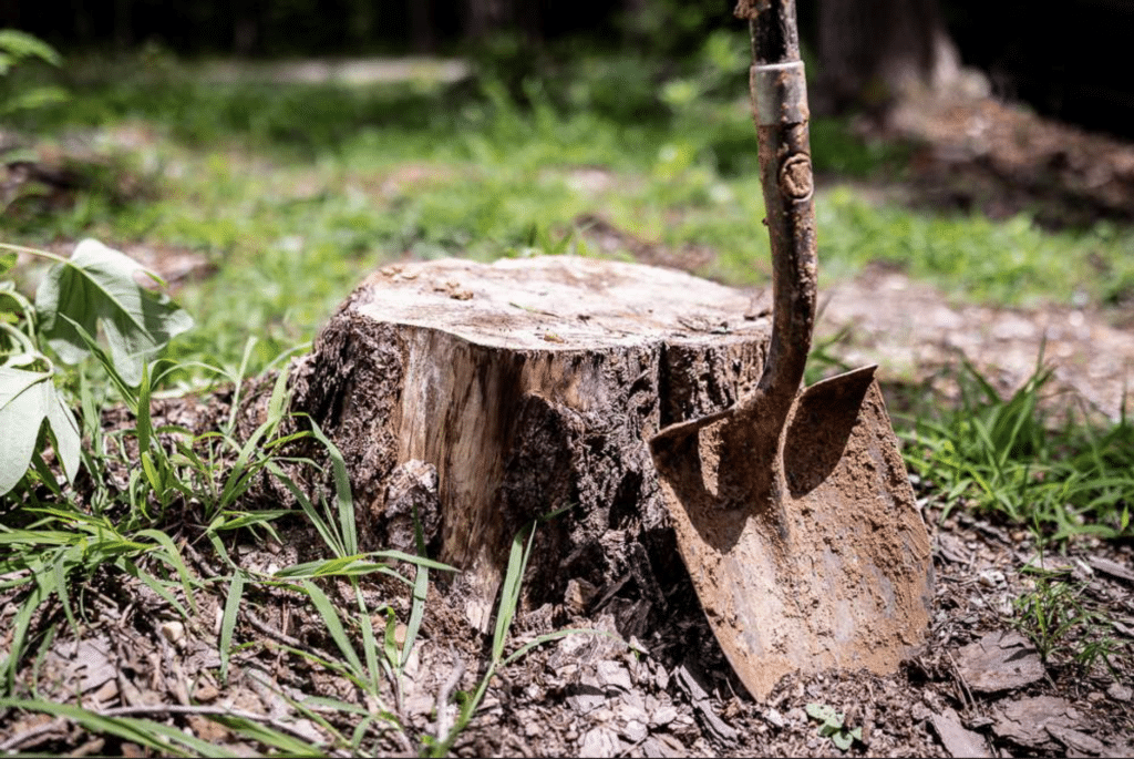 Tree stump removal Dallas Texas