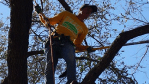 Richardson Tree Service - North Texas Trees 