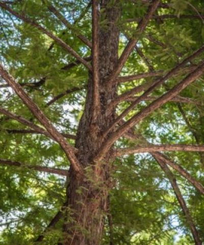 Arborist Fort Worth - North Texas Trees