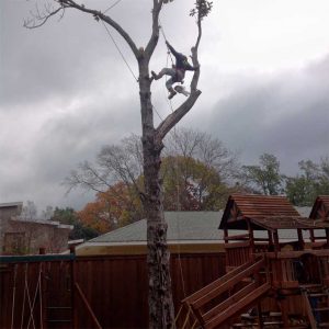 tree climbing arborist